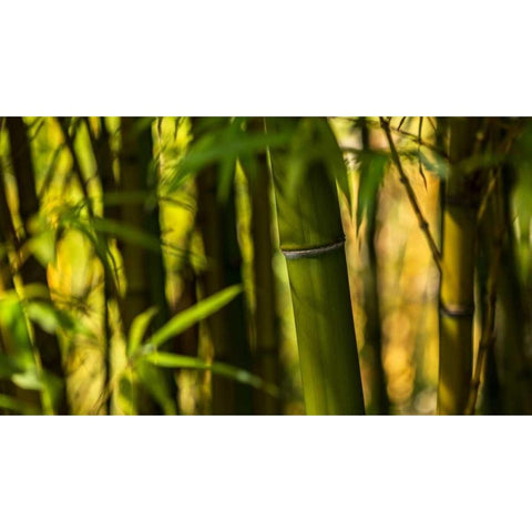 Bamboo Afternoon I White Modern Wood Framed Art Print by Crane, Rita