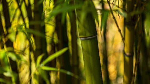 Bamboo Afternoon I White Modern Wood Framed Art Print with Double Matting by Crane, Rita