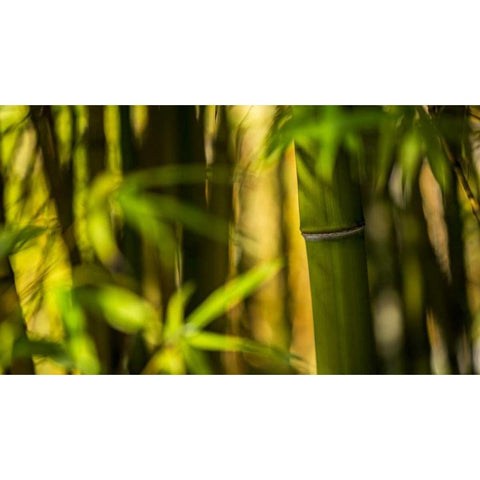 Bamboo Afternoon II Black Modern Wood Framed Art Print by Crane, Rita