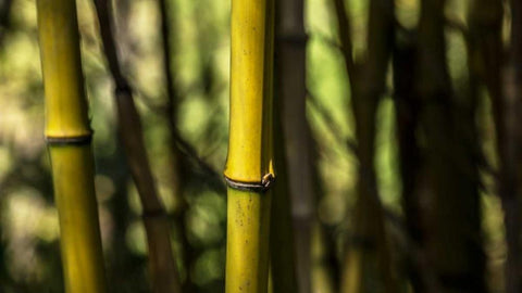Bamboo Afternoon III White Modern Wood Framed Art Print with Double Matting by Crane, Rita