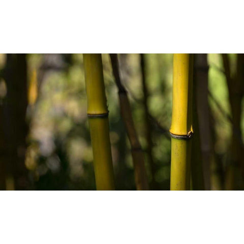 Bamboo Afternoon IV White Modern Wood Framed Art Print by Crane, Rita