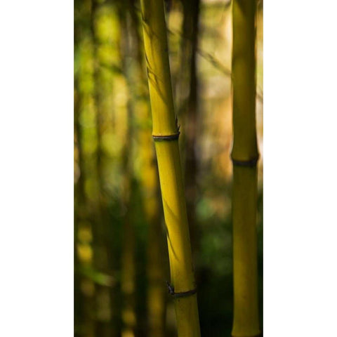 Bamboo Afternoon VII White Modern Wood Framed Art Print by Crane, Rita