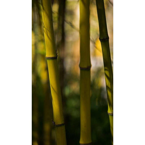 Bamboo Afternoon VIII Gold Ornate Wood Framed Art Print with Double Matting by Crane, Rita