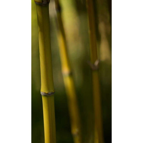 Bamboo Afternoon IX Gold Ornate Wood Framed Art Print with Double Matting by Crane, Rita