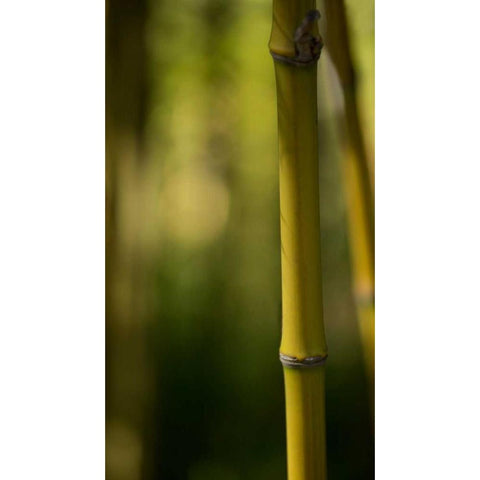Bamboo Afternoon X Black Modern Wood Framed Art Print with Double Matting by Crane, Rita