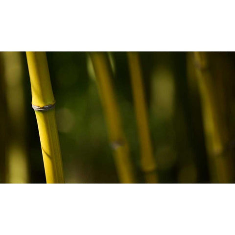 Bamboo Afternoon V Gold Ornate Wood Framed Art Print with Double Matting by Crane, Rita