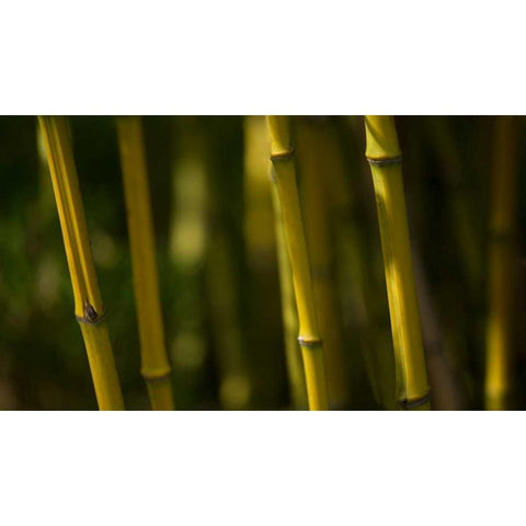 Bamboo Afternoon VI Black Modern Wood Framed Art Print by Crane, Rita
