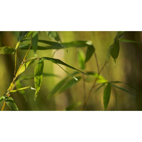 Bamboo Afternoon XII Black Modern Wood Framed Art Print by Crane, Rita
