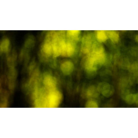 Dream Forest II White Modern Wood Framed Art Print by Crane, Rita