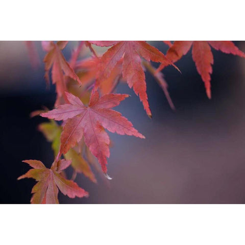 Japanese Maple I Black Modern Wood Framed Art Print with Double Matting by Crane, Rita