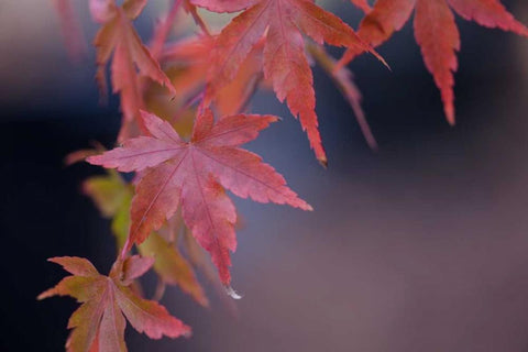 Japanese Maple I White Modern Wood Framed Art Print with Double Matting by Crane, Rita