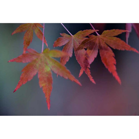 Japanese Maple II White Modern Wood Framed Art Print by Crane, Rita
