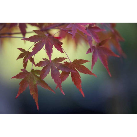 Japanese Maple III Black Modern Wood Framed Art Print with Double Matting by Crane, Rita