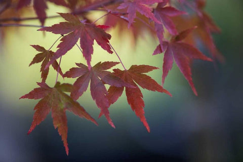 Japanese Maple III White Modern Wood Framed Art Print with Double Matting by Crane, Rita