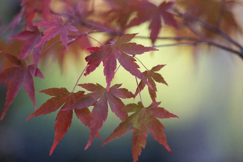 Japanese Maple IV Black Ornate Wood Framed Art Print with Double Matting by Crane, Rita