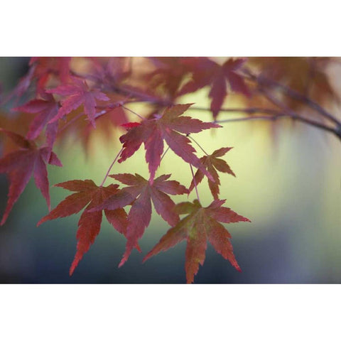 Japanese Maple IV Black Modern Wood Framed Art Print by Crane, Rita
