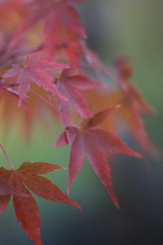Japanese Maple V White Modern Wood Framed Art Print with Double Matting by Crane, Rita