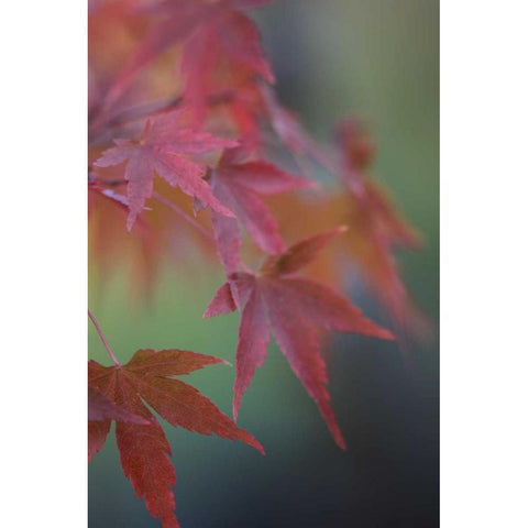 Japanese Maple V Black Modern Wood Framed Art Print by Crane, Rita