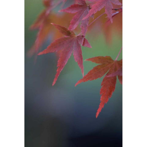Japanese Maple VI Black Modern Wood Framed Art Print by Crane, Rita