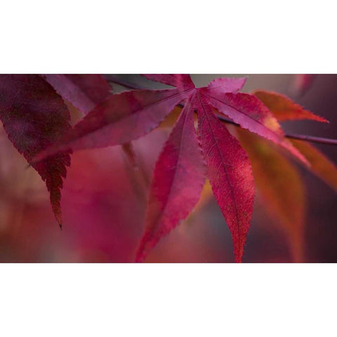 Joyful Maple I White Modern Wood Framed Art Print by Crane, Rita