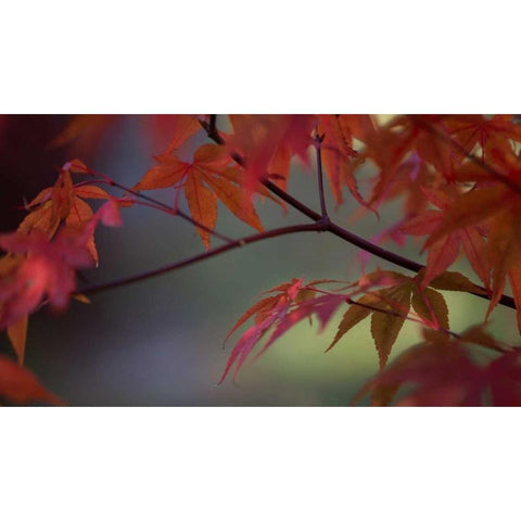 Sunlight Maple II Black Modern Wood Framed Art Print by Crane, Rita
