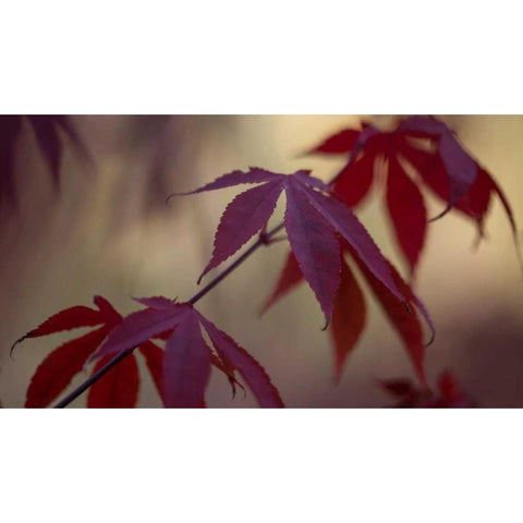 Burgundy Maple II Black Modern Wood Framed Art Print by Crane, Rita