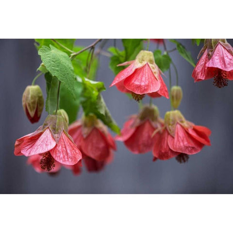 Chinese Lantern I White Modern Wood Framed Art Print by Crane, Rita