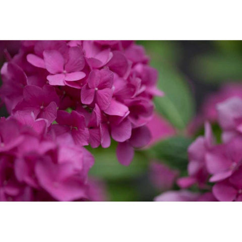 Pink Hydrangeas I White Modern Wood Framed Art Print by Crane, Rita