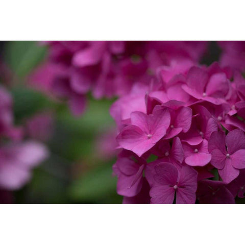 Pink Hydrangeas II Black Modern Wood Framed Art Print by Crane, Rita