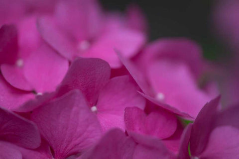 Pink Hydrangeas III White Modern Wood Framed Art Print with Double Matting by Crane, Rita