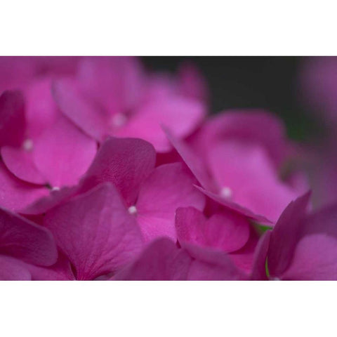 Pink Hydrangeas III White Modern Wood Framed Art Print by Crane, Rita