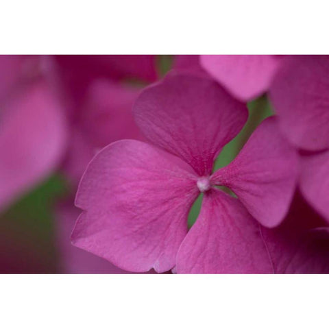Pink Hydrangeas IV Black Modern Wood Framed Art Print with Double Matting by Crane, Rita