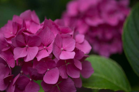 Pink Hydrangeas V White Modern Wood Framed Art Print with Double Matting by Crane, Rita
