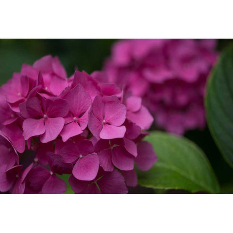 Pink Hydrangeas V Black Modern Wood Framed Art Print by Crane, Rita