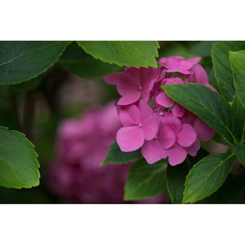 Pink Hydrangeas VI Black Modern Wood Framed Art Print with Double Matting by Crane, Rita