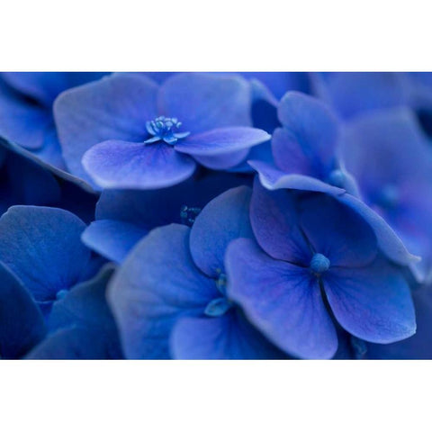 Hydrangea Blues I Black Modern Wood Framed Art Print by Crane, Rita