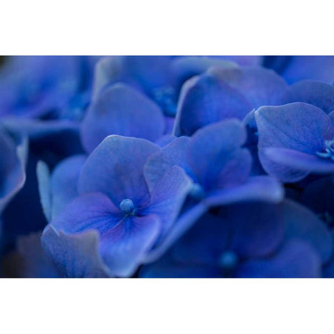 Hydrangea Blues II Black Modern Wood Framed Art Print with Double Matting by Crane, Rita