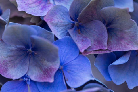 Hydrangea Blues III White Modern Wood Framed Art Print with Double Matting by Crane, Rita