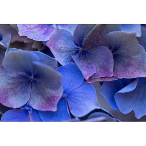 Hydrangea Blues III Black Modern Wood Framed Art Print by Crane, Rita