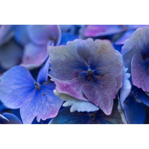 Hydrangea Blue IV White Modern Wood Framed Art Print by Crane, Rita