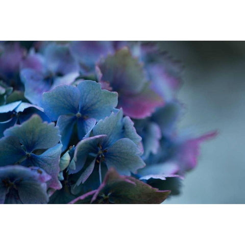 Autumn Hydrangea III Black Modern Wood Framed Art Print by Crane, Rita