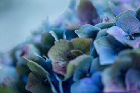 Autumn Hydrangea IV White Modern Wood Framed Art Print with Double Matting by Crane, Rita