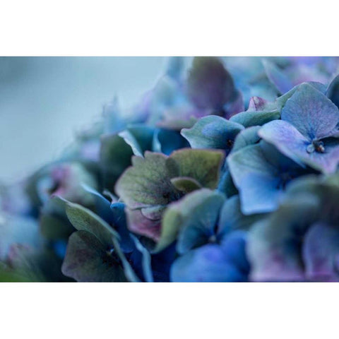 Autumn Hydrangea IV Black Modern Wood Framed Art Print by Crane, Rita