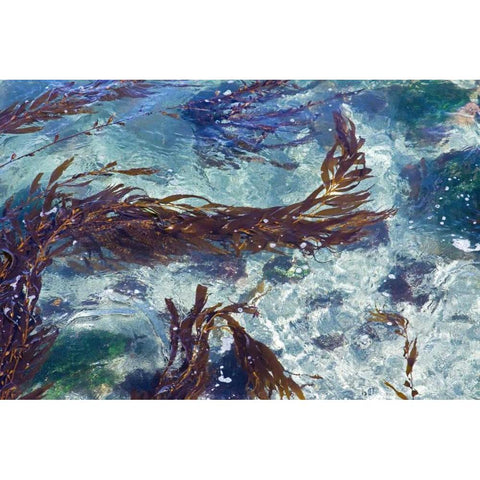 Mermaid Tresses II Black Modern Wood Framed Art Print with Double Matting by Crane, Rita