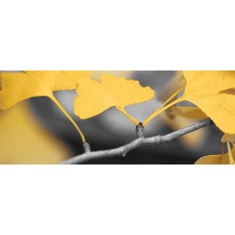 Yellow Gingko I Black Modern Wood Framed Art Print with Double Matting by Crane, Rita