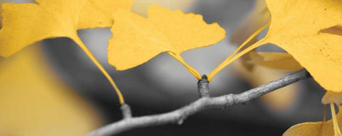 Yellow Gingko I Black Ornate Wood Framed Art Print with Double Matting by Crane, Rita