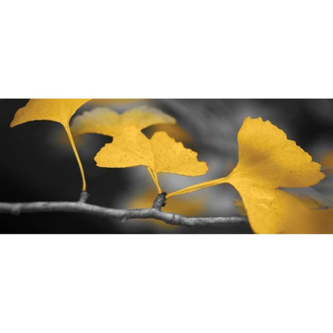 Yellow Gingko II Black Modern Wood Framed Art Print with Double Matting by Crane, Rita