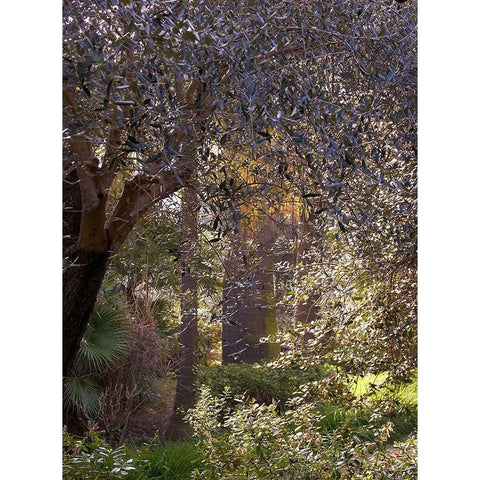 Mediterranean Garden I Black Modern Wood Framed Art Print with Double Matting by Crane, Rita