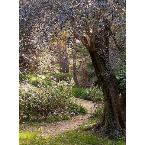 Mediterranean Garden II White Modern Wood Framed Art Print by Crane, Rita