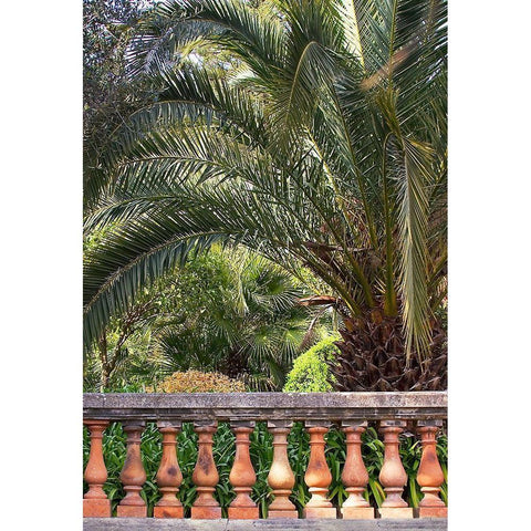 Riviera Garden Palm I White Modern Wood Framed Art Print by Crane, Rita